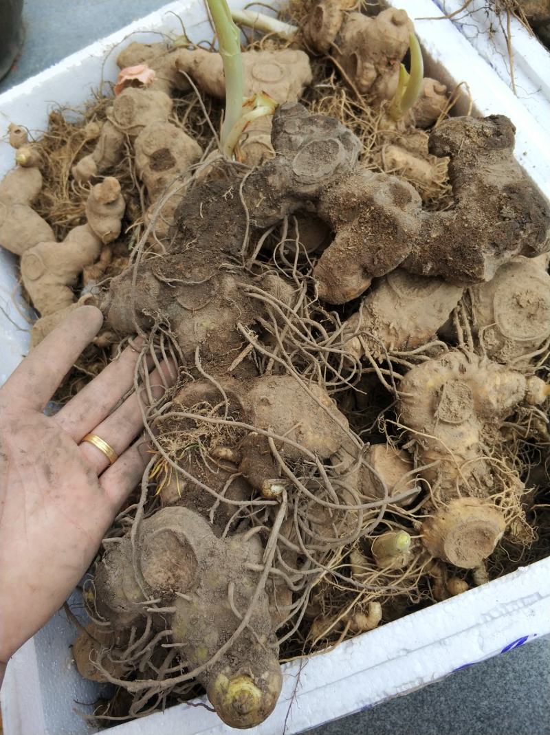 黄精多花姜型，倒苗，三年露化苗，含量高