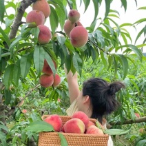 《预售》热卖毛桃突围春雪品种全产地直发支持市场商超