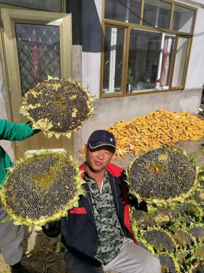 包邮，三系杂交向日葵种子大量供应，厂家直发，量大从优