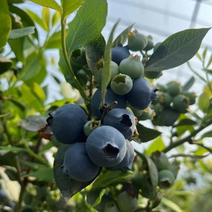 山东精品EM蓝莓产地发货一手货源价格优惠欢迎咨询