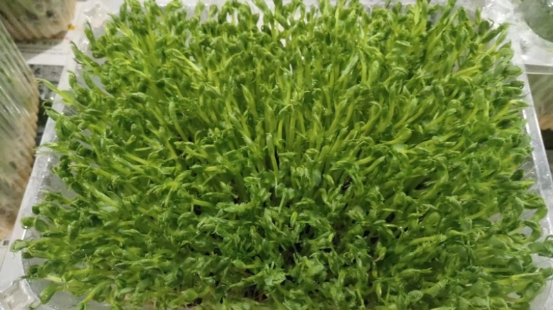 水培豌豆苗芽苗菜大量上市自家种植诚信经营欢迎电联