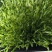 水培豌豆苗芽苗菜大量上市自家种植诚信经营欢迎电联