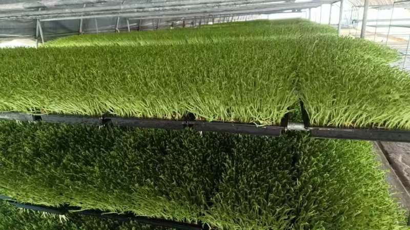 水培豌豆苗芽苗菜大量上市自家种植诚信经营欢迎电联