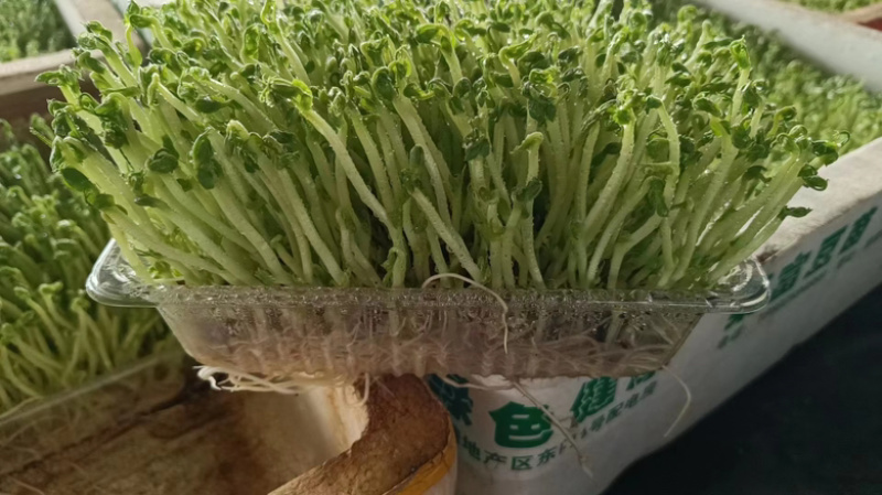 水培豌豆苗芽苗菜大量上市自家种植诚信经营欢迎电联