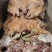 羊头肉纯手工内蒙火烧羊头肉，全熟纯干货无骨头，大量加工中
