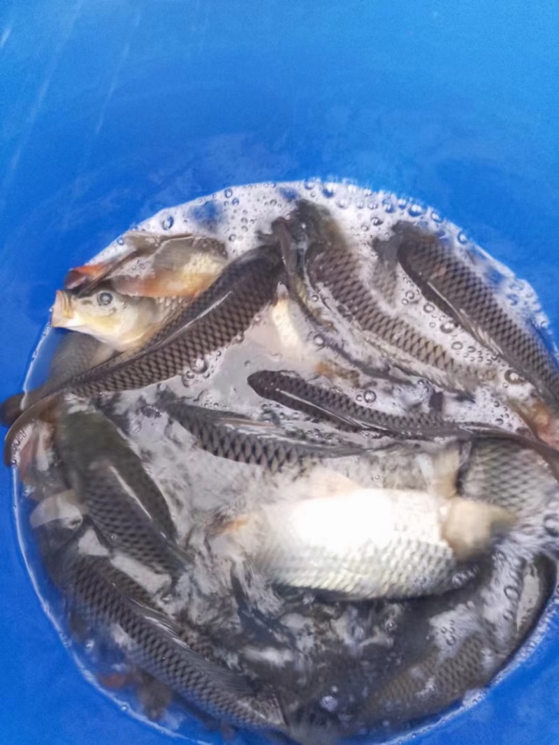 黄河水产