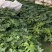 春羽大杯小杯株高25-100公分苗圃基地直发规格齐全