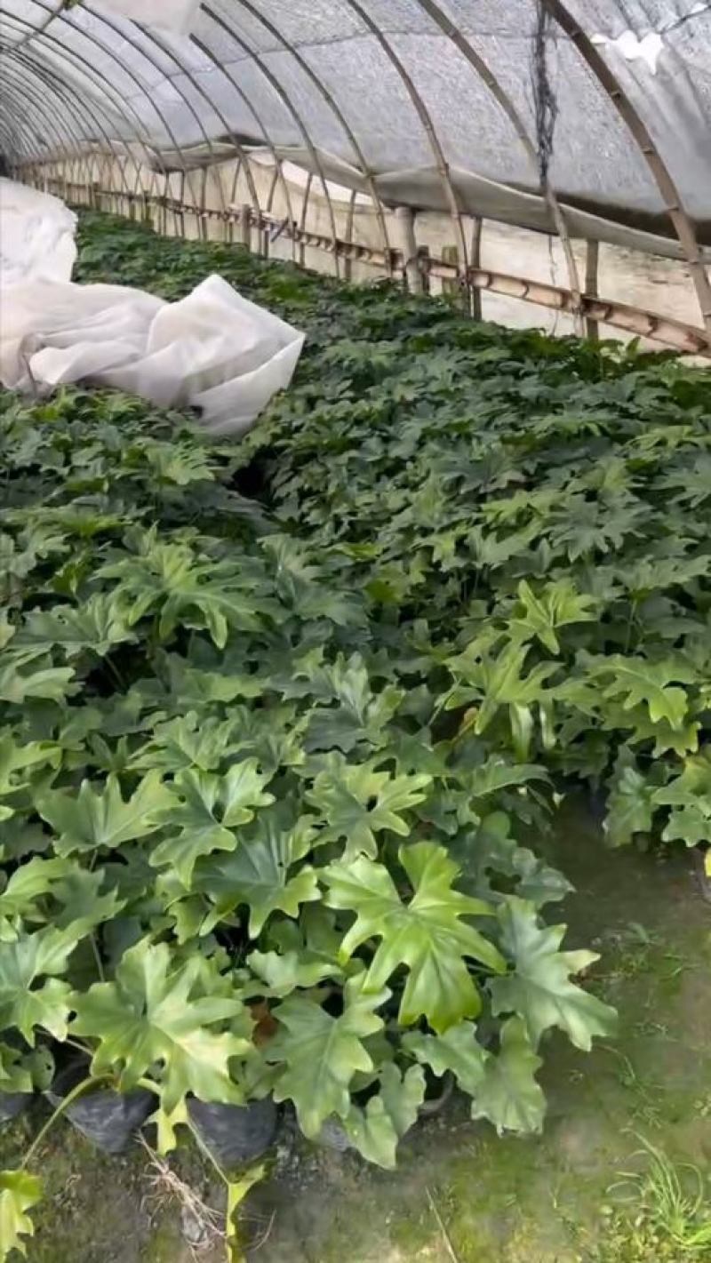 春羽大杯小杯株高25-100公分苗圃基地直发规格齐全