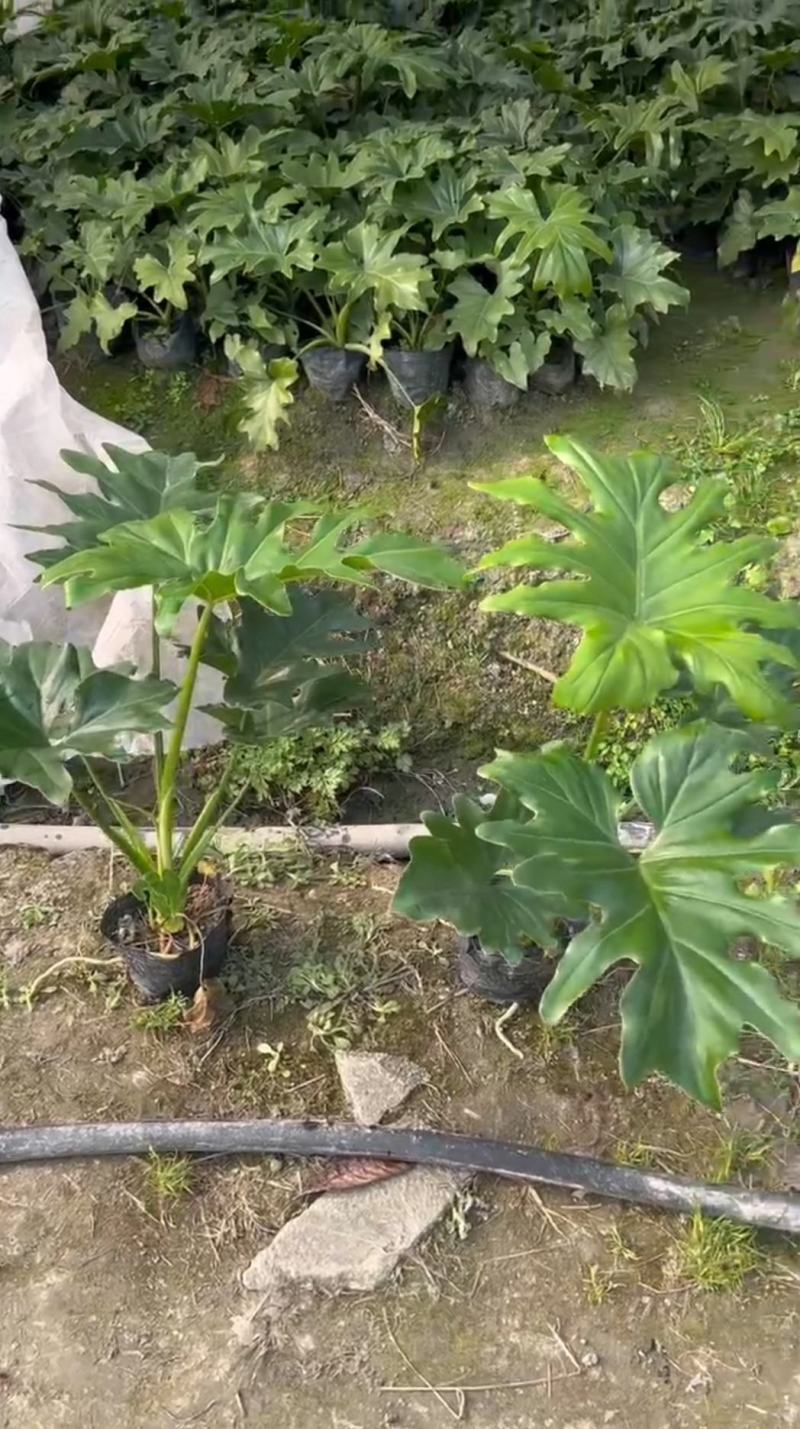 春羽大杯小杯株高25-100公分苗圃基地直发规格齐全