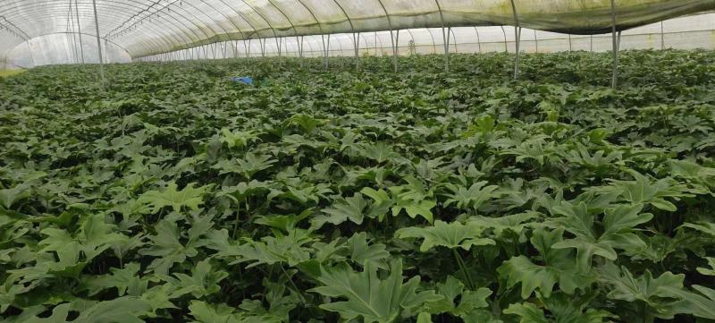 春羽大杯小杯株高25-100公分苗圃基地直发规格齐全