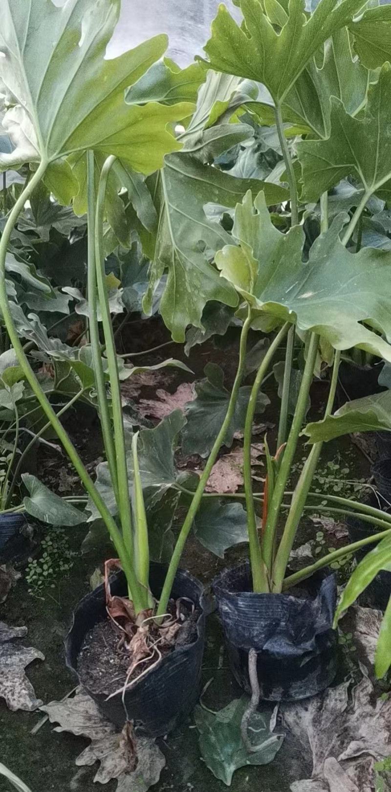 春羽大杯小杯株高25-100公分苗圃基地直发规格齐全