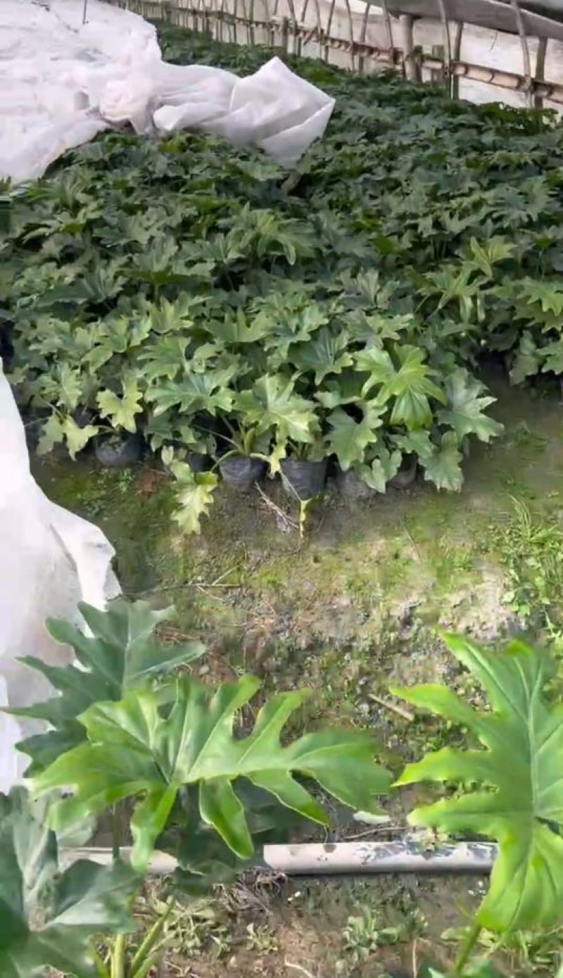 春羽大杯小杯株高25-100公分苗圃基地直发规格齐全