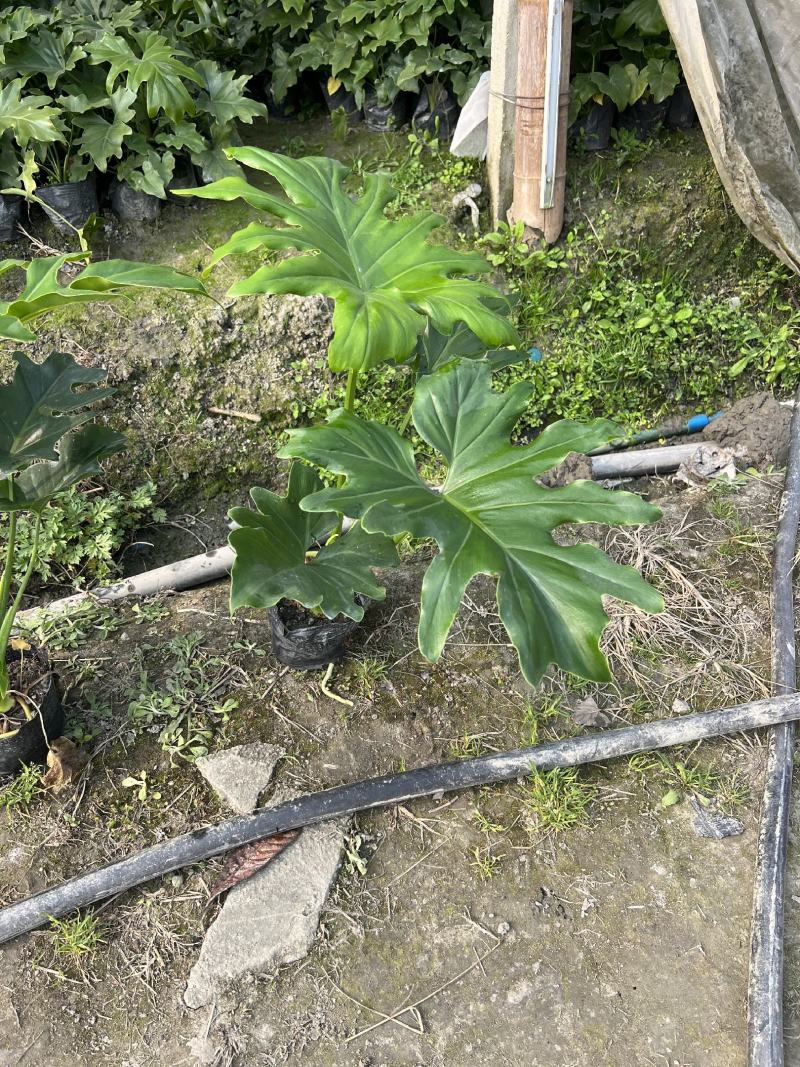 春羽大杯小杯株高25-100公分苗圃基地直发规格齐全