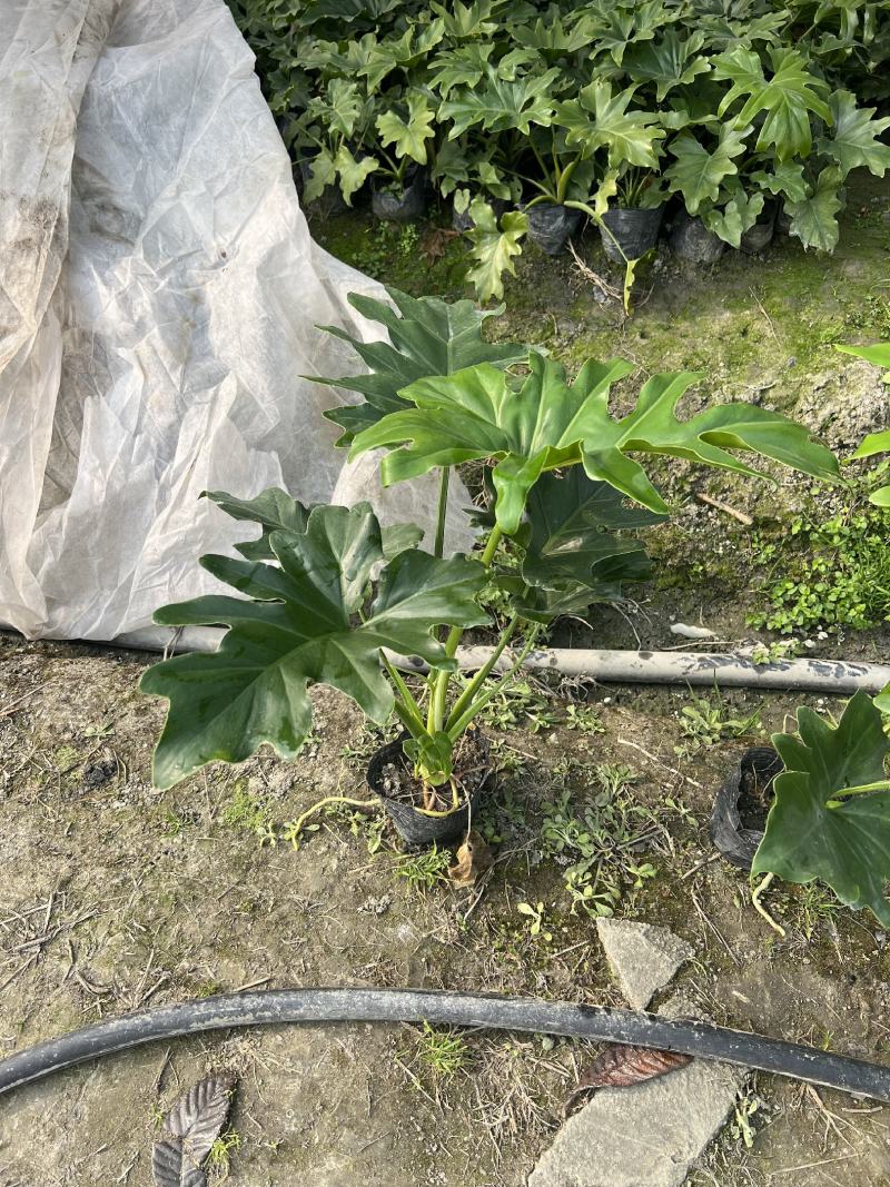 春羽大杯小杯株高25-100公分苗圃基地直发规格齐全