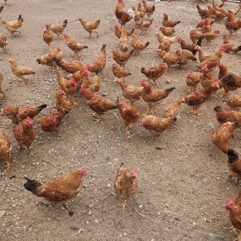 【公鸡】安徽山林放养质量保证农家养殖土公鸡欢迎订购