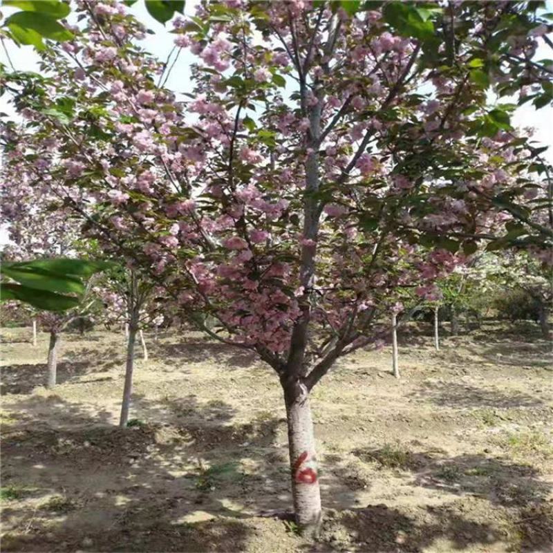 基地大量供应日本晚樱樱花各种规格齐全库存量大，带土球发
