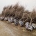基地大量供应日本晚樱樱花各种规格齐全库存量大，带土球发