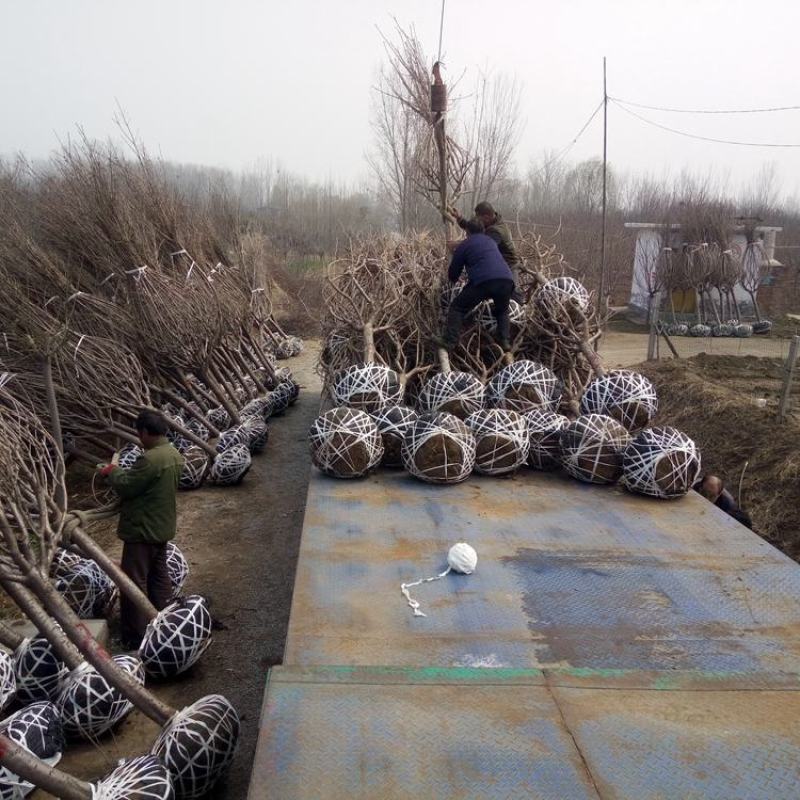 基地大量供应日本晚樱樱花各种规格齐全库存量大，带土球发