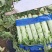 【推荐】青州市莴笋质量保证，欢迎采购，大棚货，