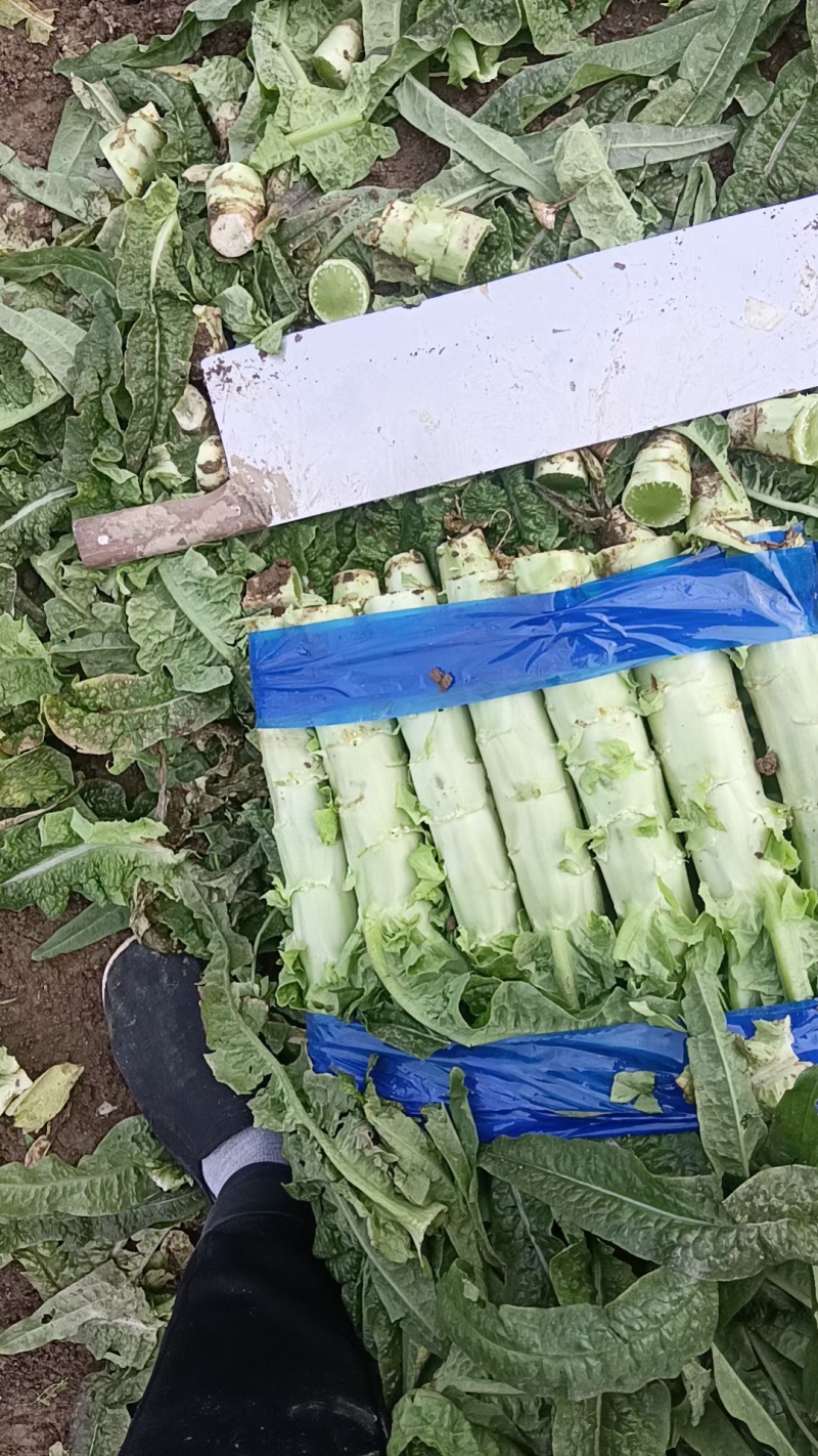 【推荐】青州市莴笋质量保证，欢迎采购，大棚货，