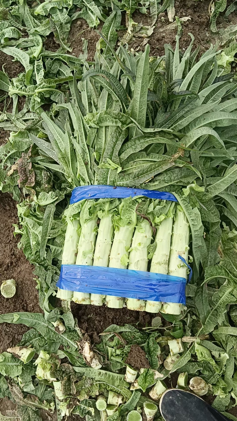 【推荐】青州市莴笋质量保证，欢迎采购，大棚货，