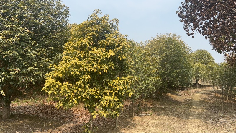 【园林可出售】挂花树优质树货源充足，全年发货欢迎电话咨询