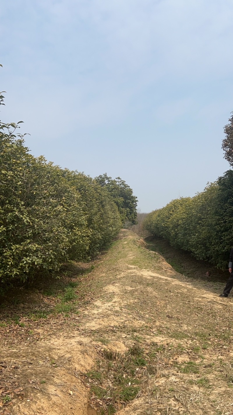 【园林可出售】挂花树优质树货源充足，全年发货欢迎电话咨询