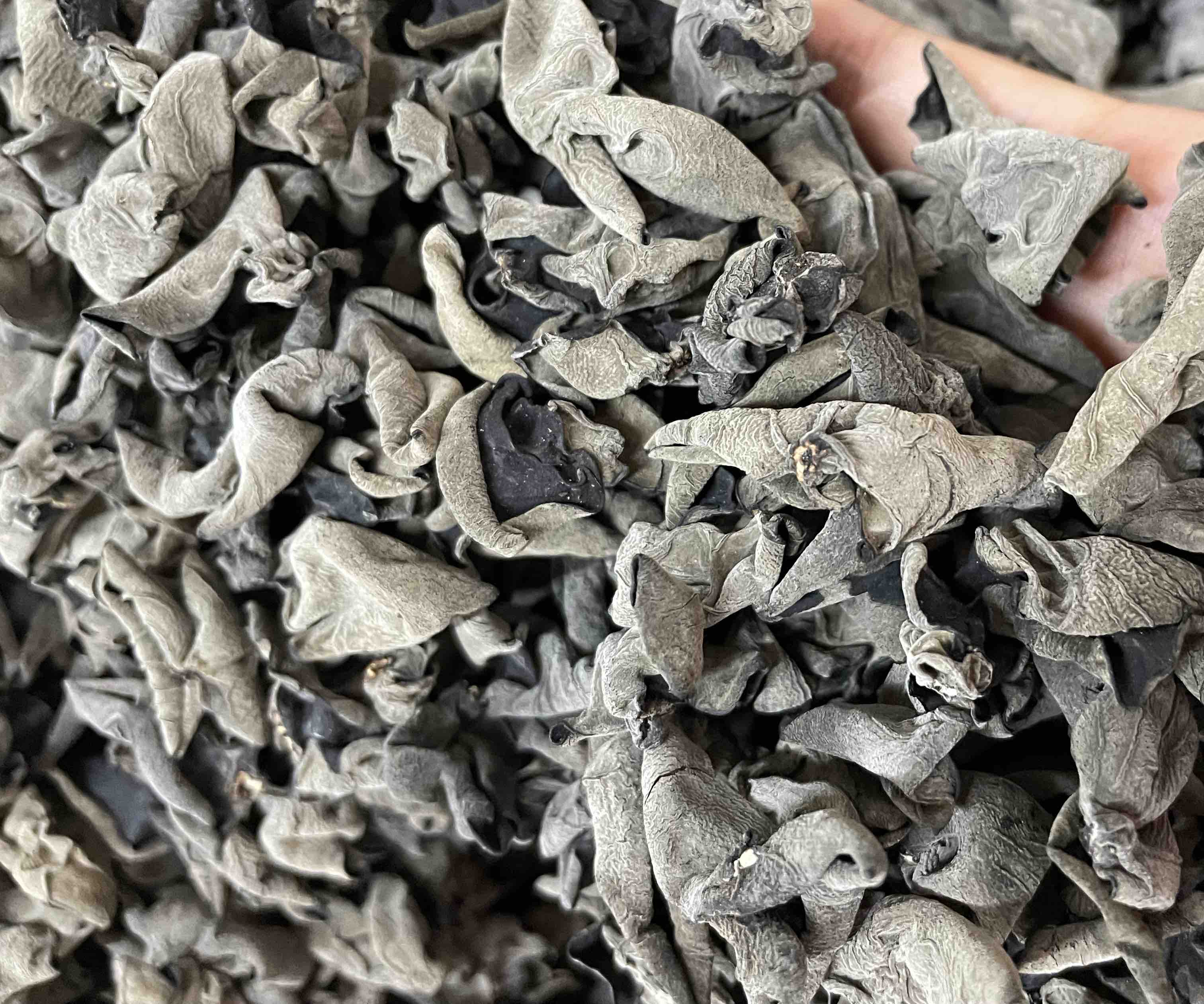 耳葡萄球菌病害在葡萄果实上的典型症状,表现为黑褐色病斑和霉层 耳葡萄球菌病害症状图