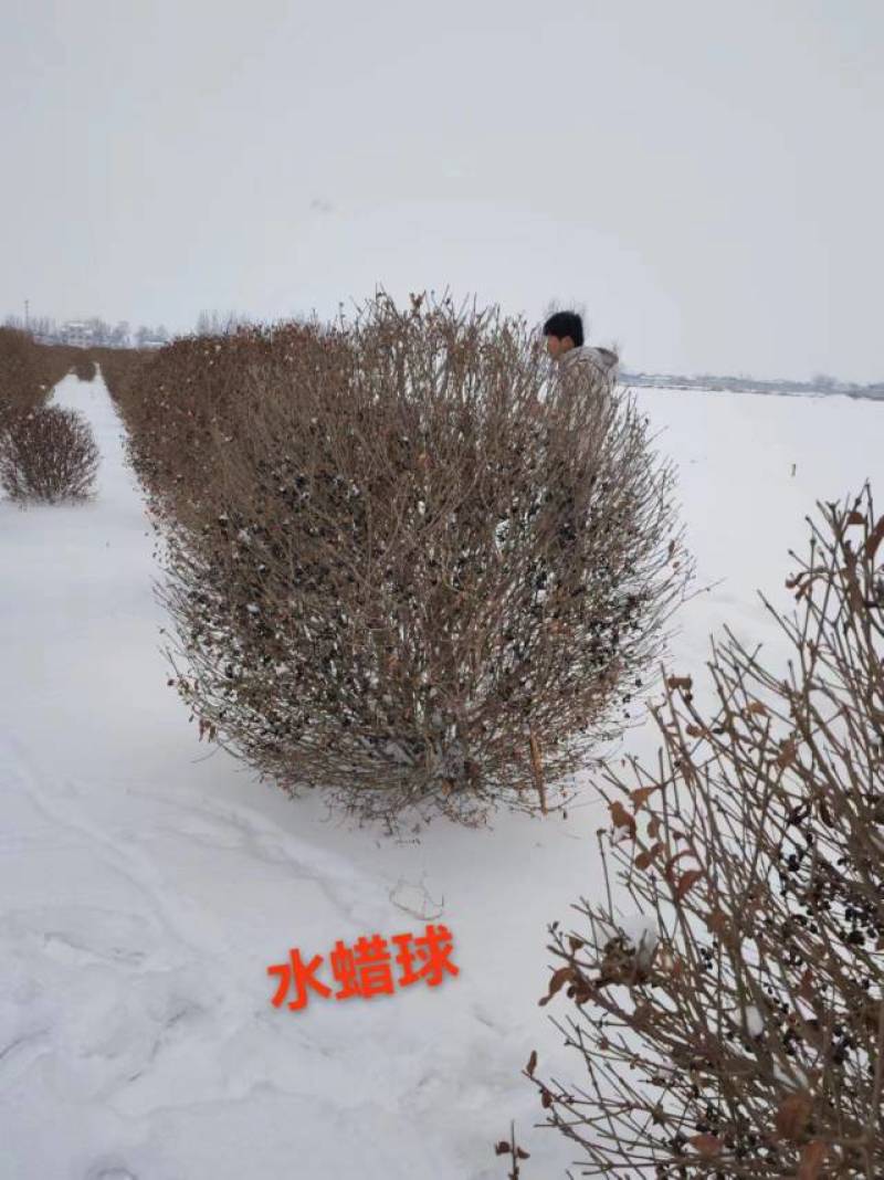 红叶李小苗