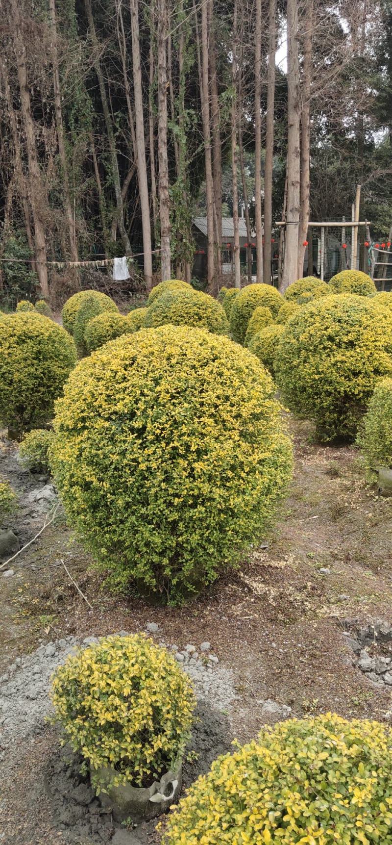 大量出售亮晶女贞球四季常绿树形优美基地直发