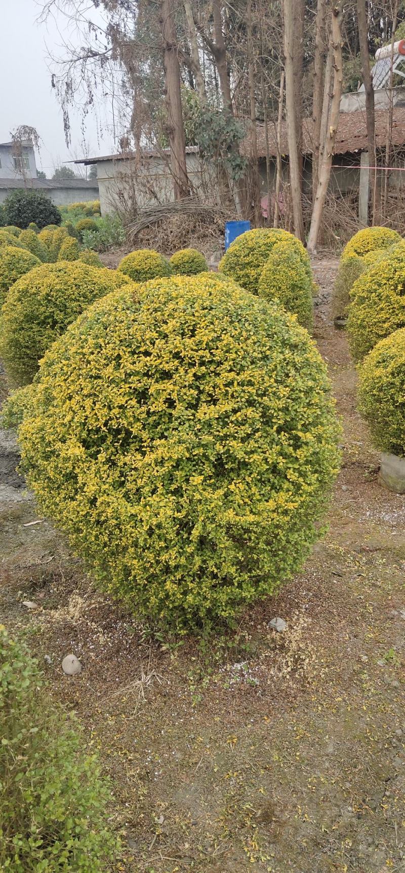 大量出售亮晶女贞球四季常绿树形优美基地直发