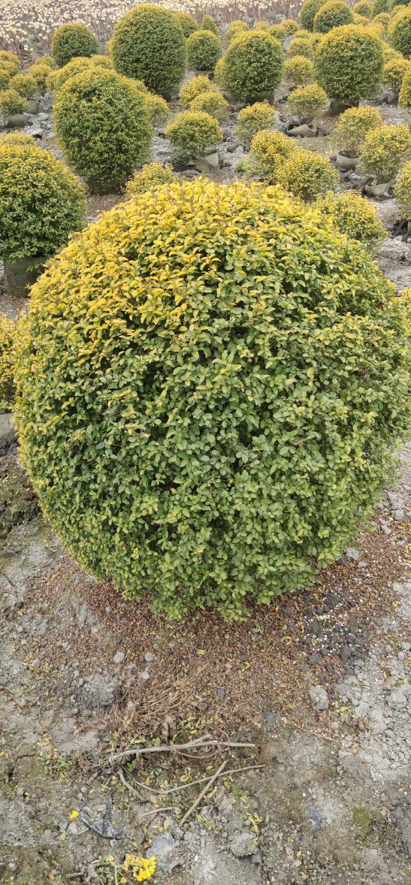 大量出售亮晶女贞球四季常绿树形优美基地直发