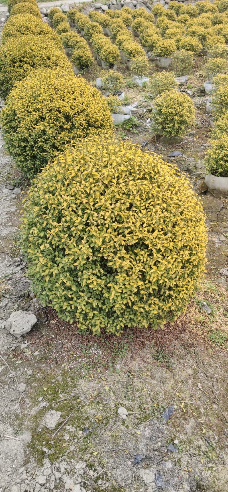 大量出售亮晶女贞球四季常绿树形优美基地直发