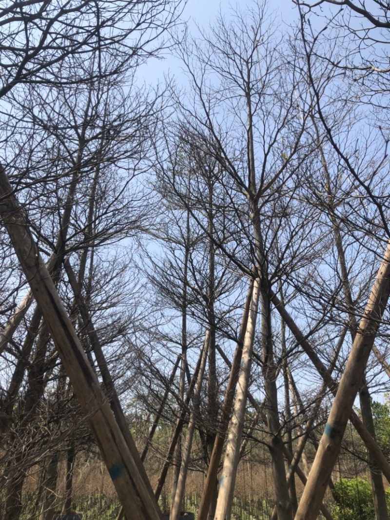 全冠小叶榄仁树基地直销规格齐全欢迎老板来电咨询合作