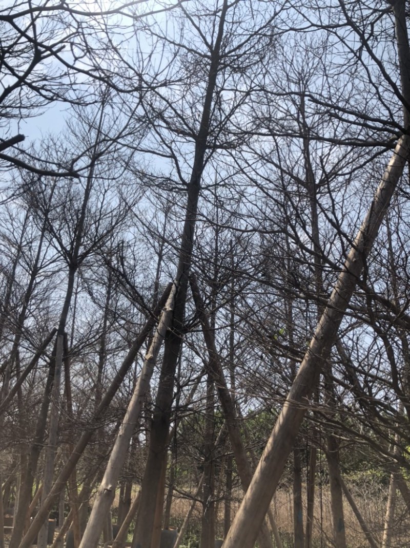 全冠小叶榄仁树基地直销规格齐全欢迎老板来电咨询合作