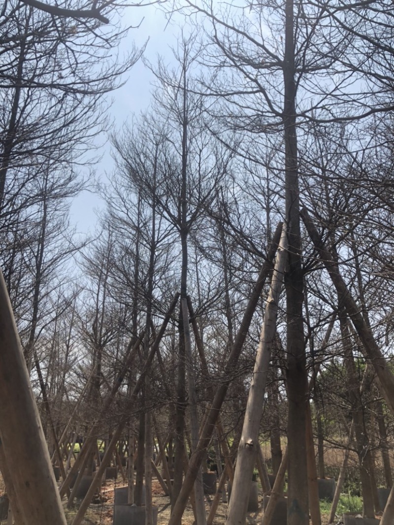 全冠小叶榄仁树基地直销规格齐全欢迎老板来电咨询合作