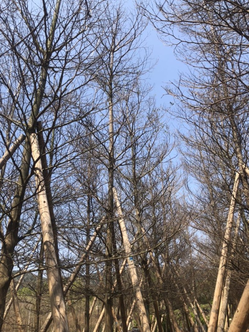 全冠小叶榄仁树基地直销规格齐全欢迎老板来电咨询合作