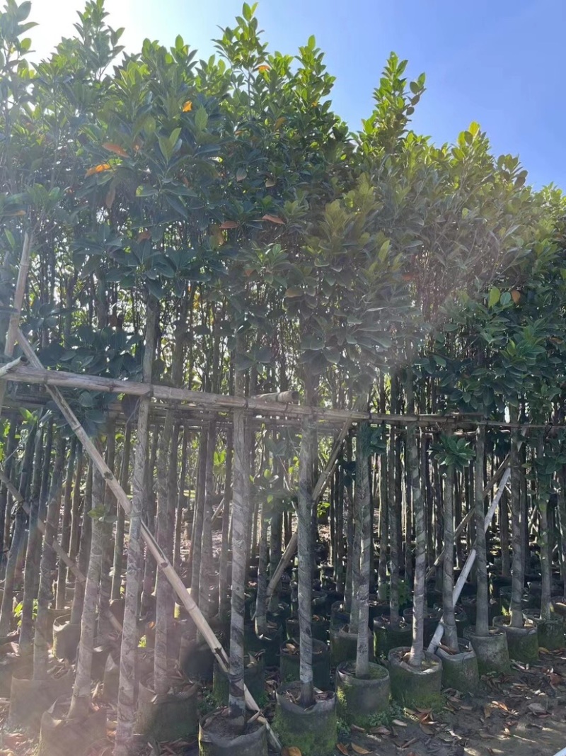 菠萝蜜树基地直销规格齐全欢迎老板来电咨询合作