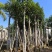 菠萝蜜树基地直销规格齐全欢迎老板来电咨询合作