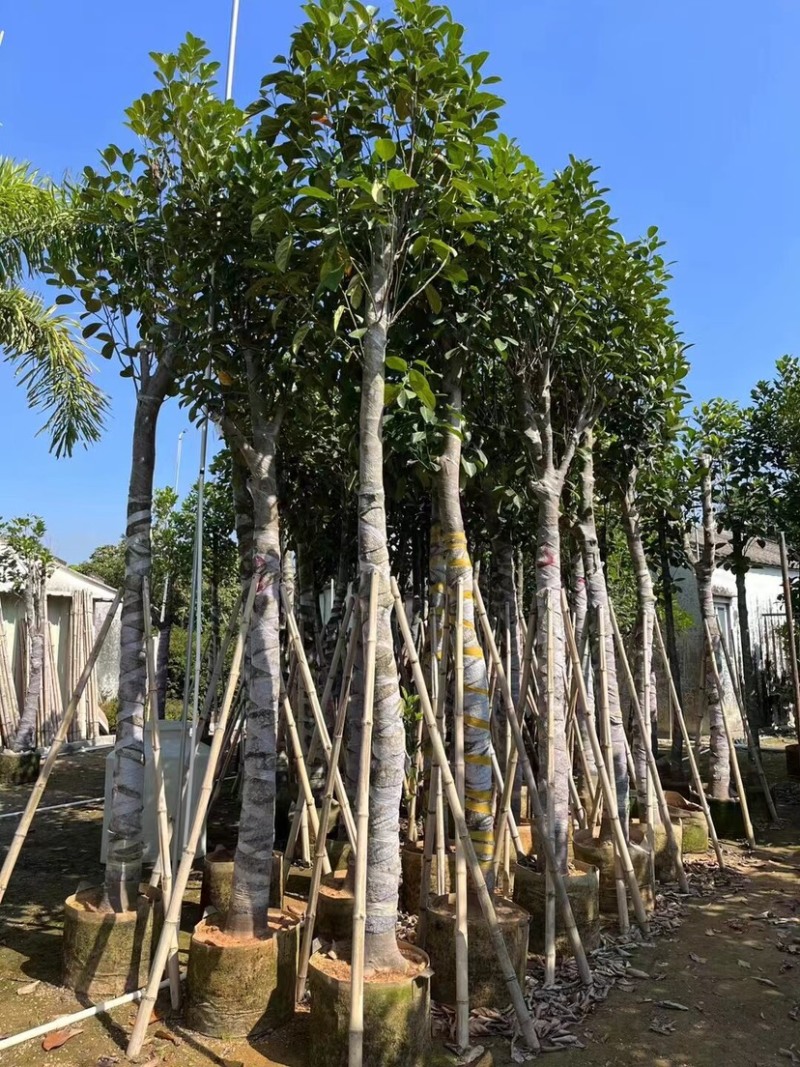 菠萝蜜树基地直销规格齐全欢迎老板来电咨询合作
