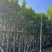 菠萝蜜树基地直销规格齐全欢迎老板来电咨询合作