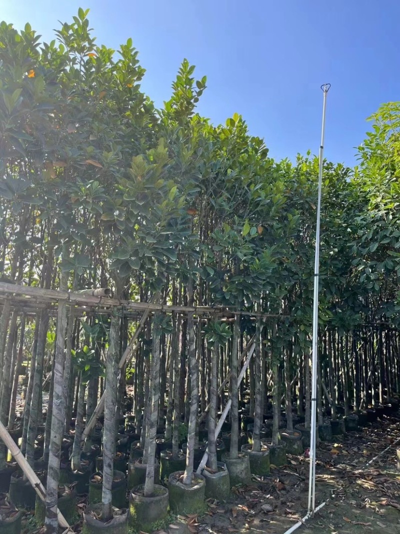 菠萝蜜树基地直销规格齐全欢迎老板来电咨询合作