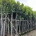 菠萝蜜树基地直销规格齐全欢迎老板来电咨询合作