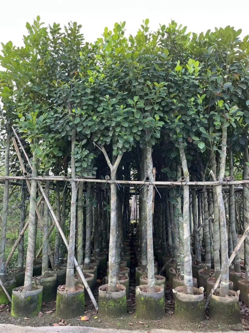 菠萝蜜树基地直销规格齐全欢迎老板来电咨询合作