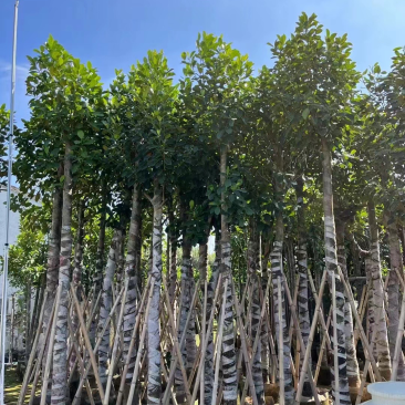 菠萝蜜树基地直销规格齐全欢迎老板来电咨询合作