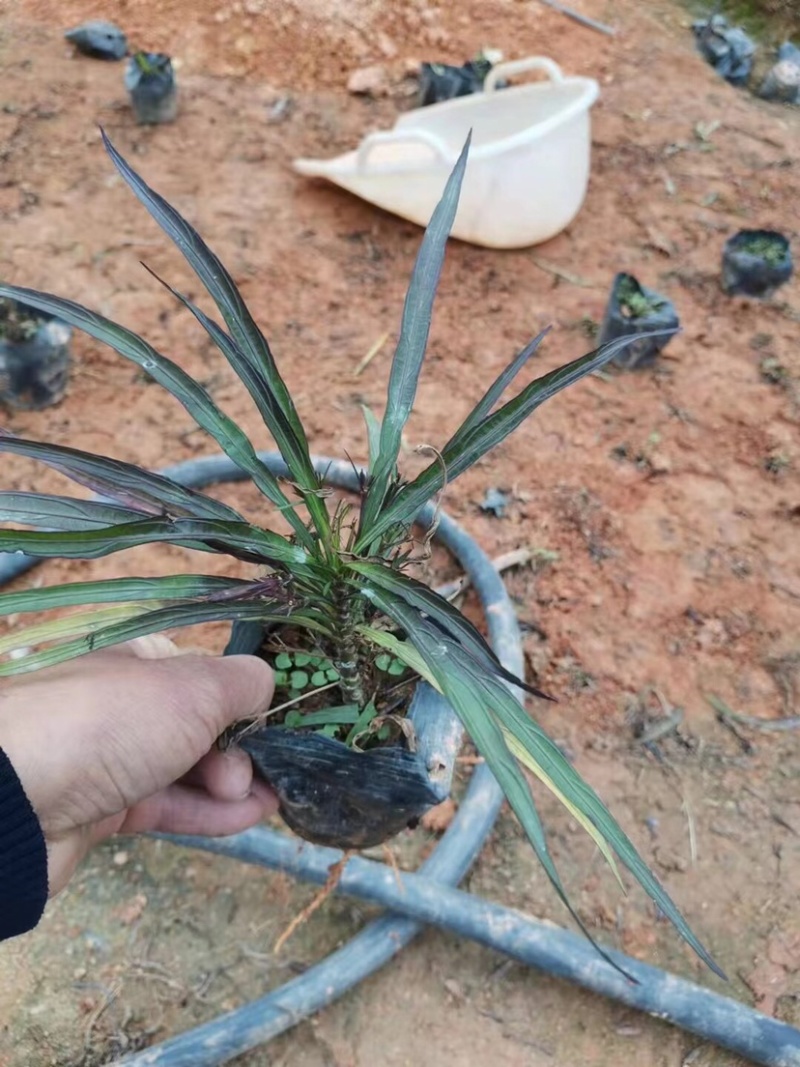 矮化翠芦莉小袋中袋基地直销质量优质欢迎老板前来咨询