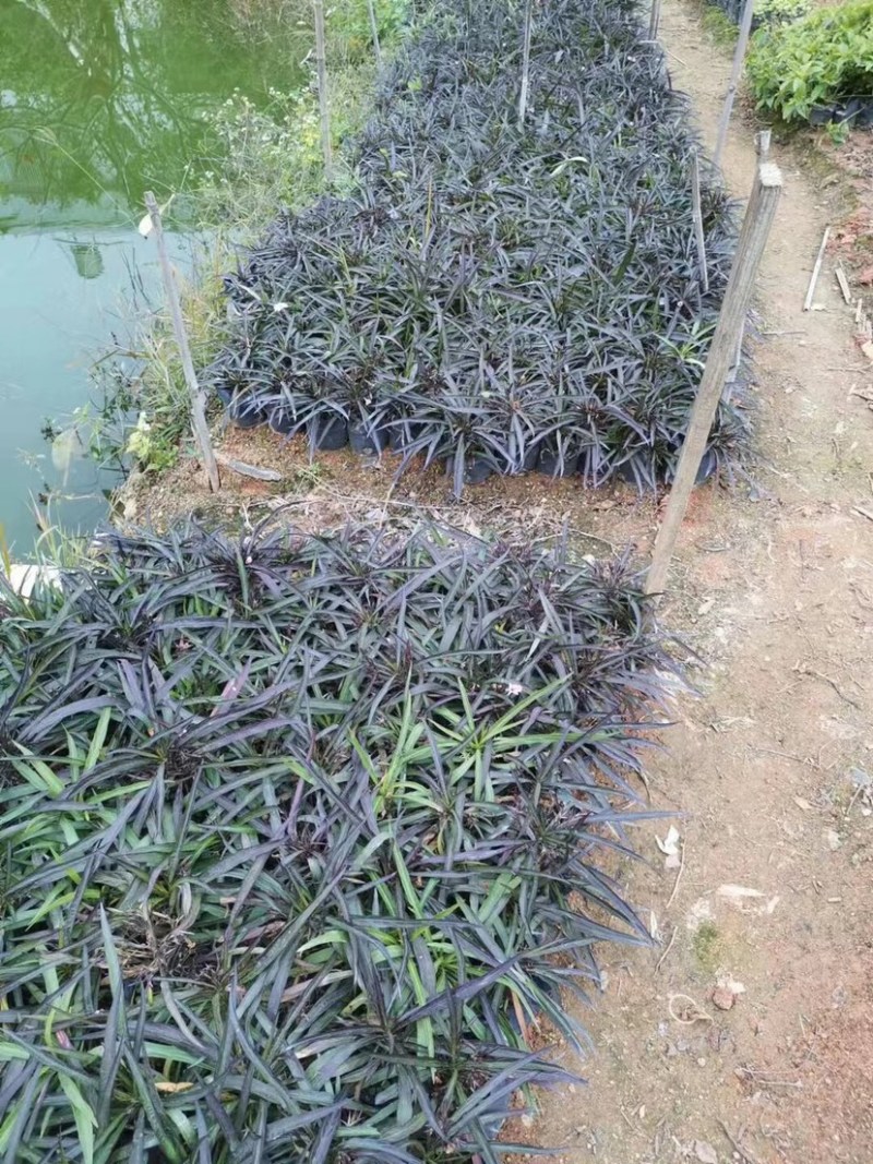 矮化翠芦莉小袋中袋基地直销质量优质欢迎老板前来咨询
