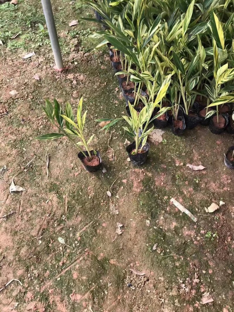 花叶良姜小袋中袋基地直销规格齐全质量优质欢迎咨询