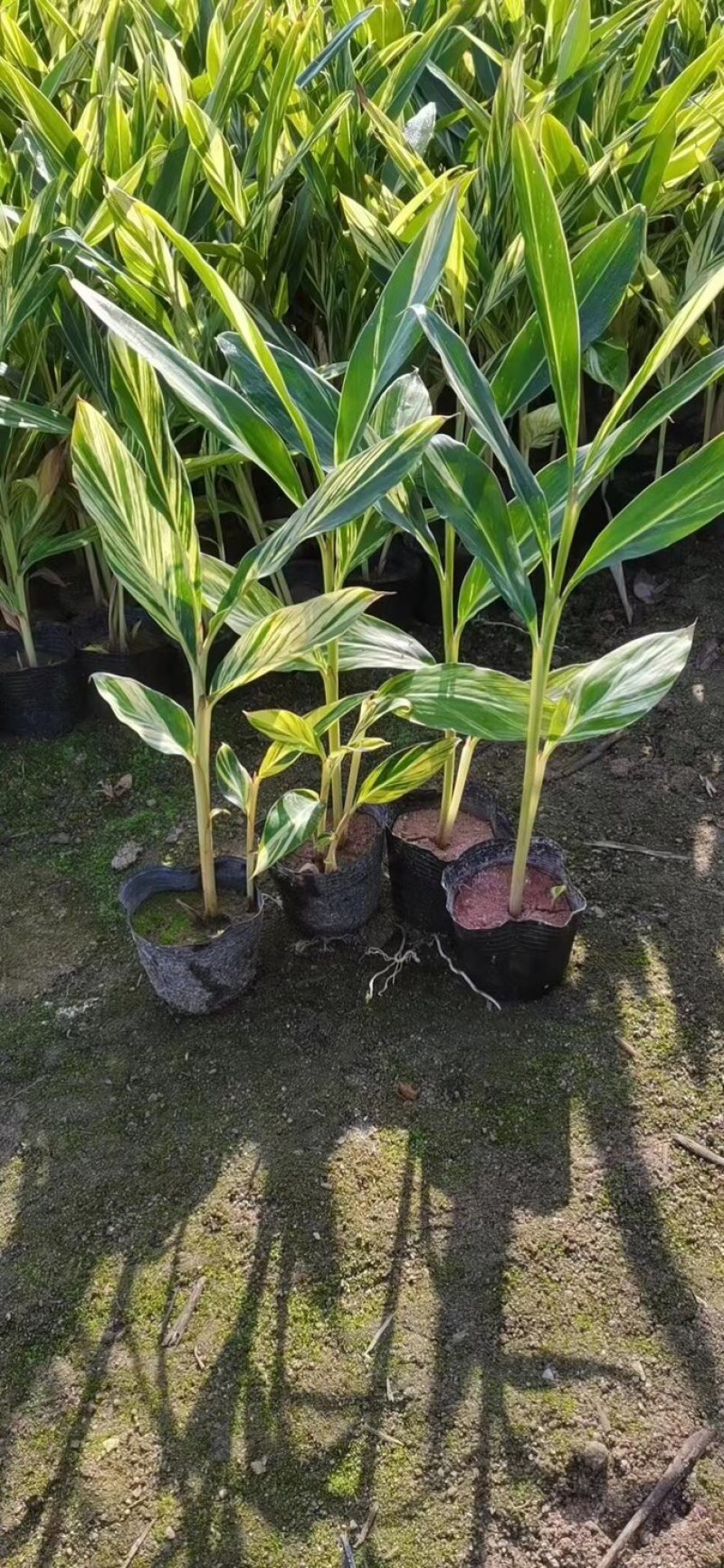 花叶良姜小袋中袋基地直销规格齐全质量优质欢迎咨询