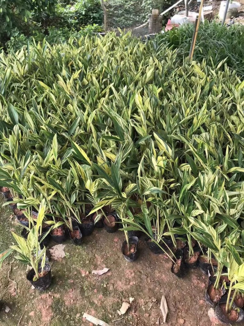 花叶良姜小袋中袋基地直销规格齐全质量优质欢迎咨询